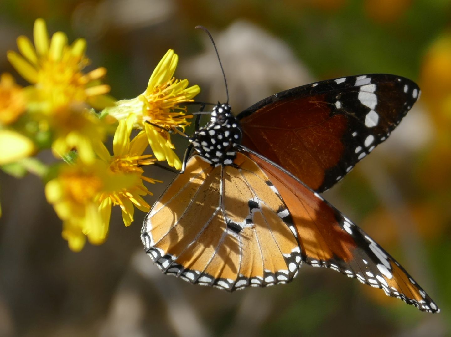 Monarca africano:  Danaus chrysippus - Nymphalidae